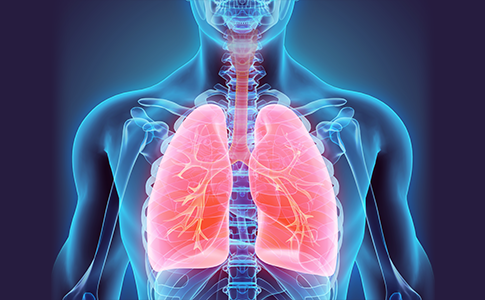 肺の発達・気道を広げる